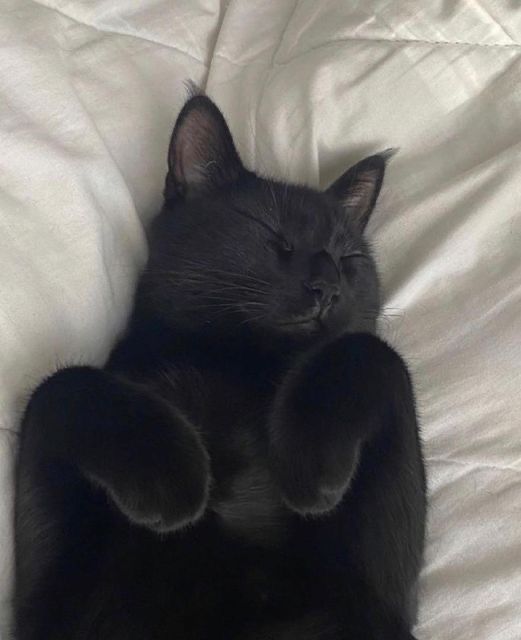 a black cat laying on top of a white bed