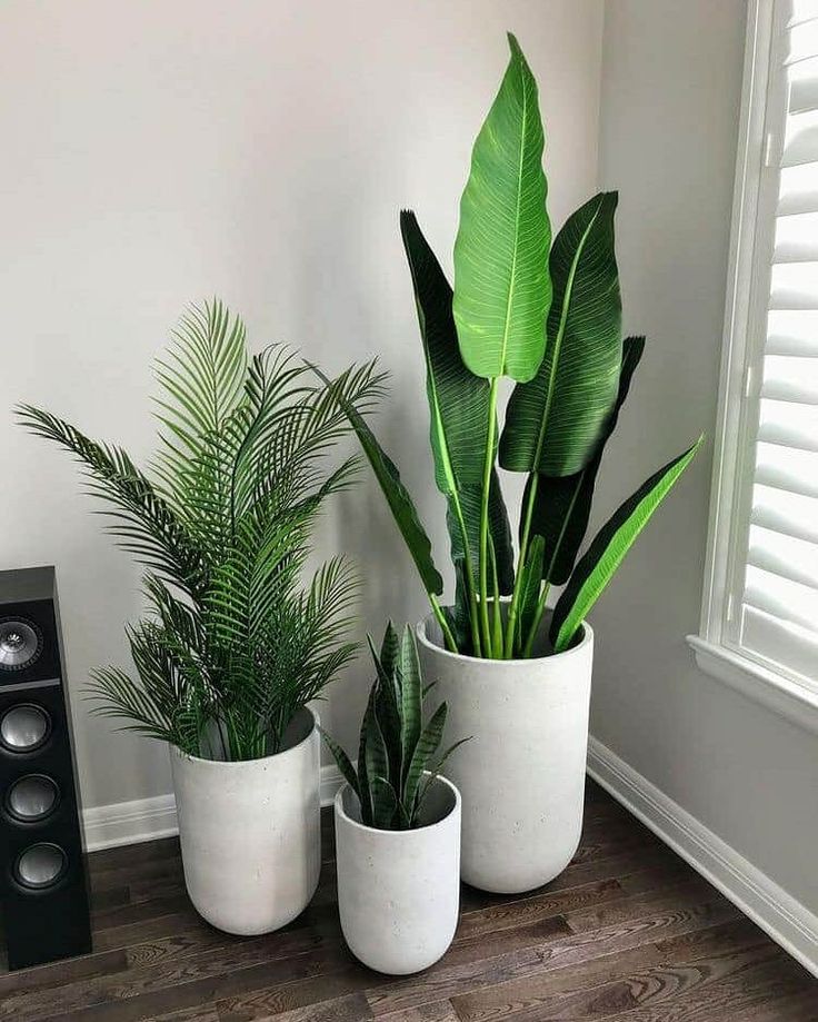 three potted plants sitting on top of a wooden table