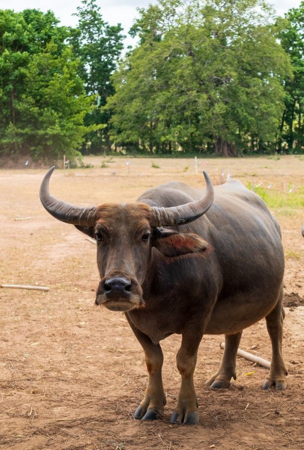 an animal with large horns standing in the dirt