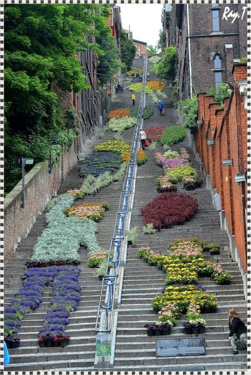 the stairs are covered with flowers and plants