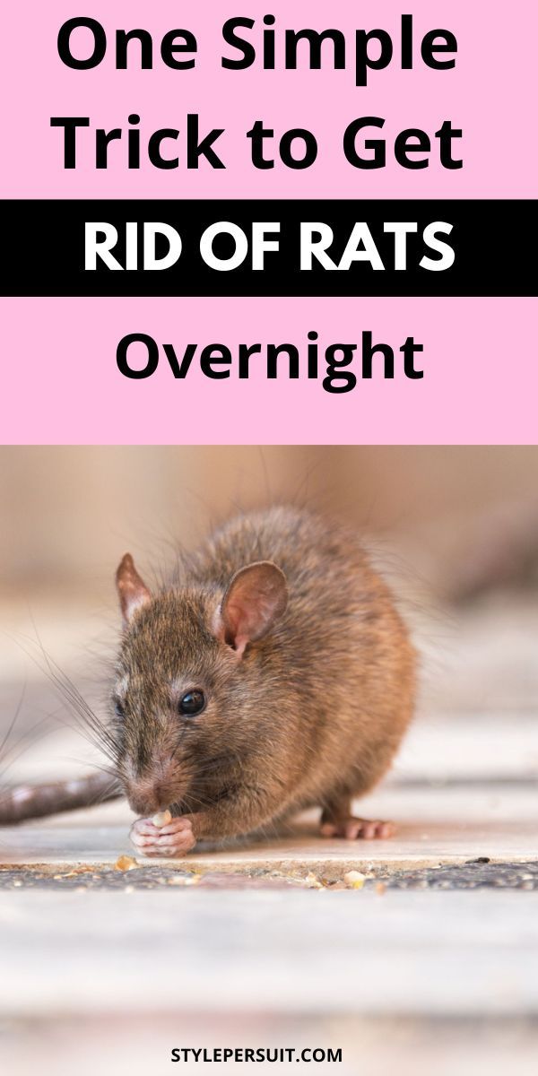 a rat on the ground with text overlay that reads one simple trick to get rid of rats overnight