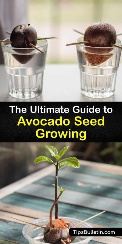 the ultimate guide to avocado seed growing in glass cups with text overlay that reads, the ultimate guide to avocado seed growing