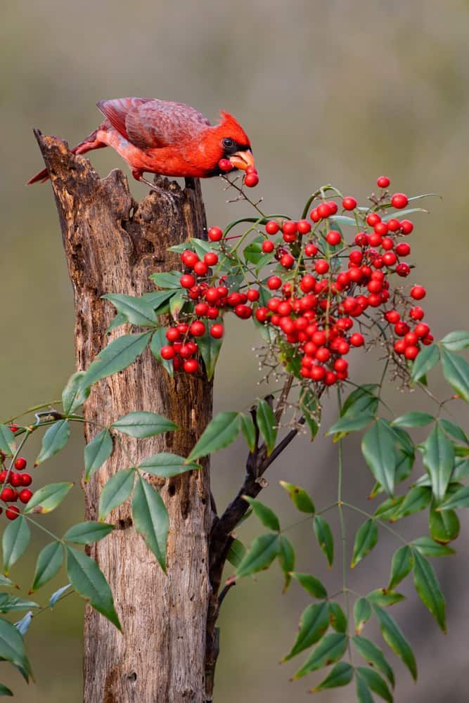 a red bird sitting on top of a tree branch with berries in it's mouth