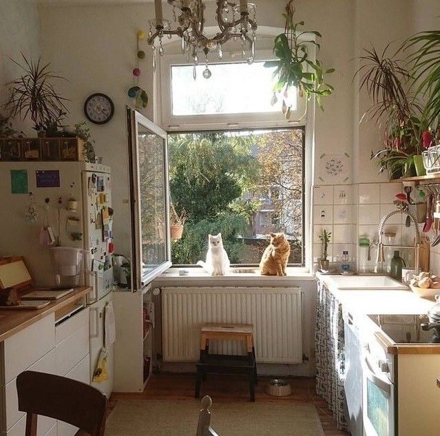 two cats are sitting on the window sill looking out at the yard and trees