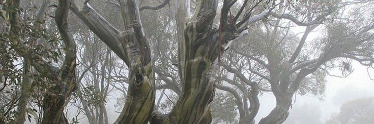 two sheep standing next to each other in the woods on a foggy day with trees behind them