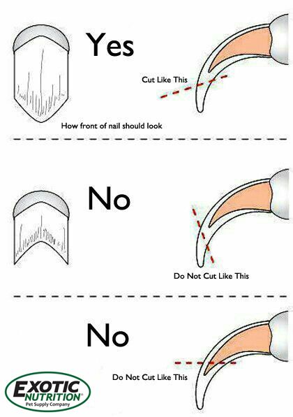 an iphone screen showing instructions for how to use nail tips