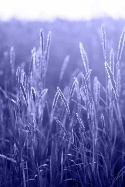 some very pretty tall grass with water droplets on it