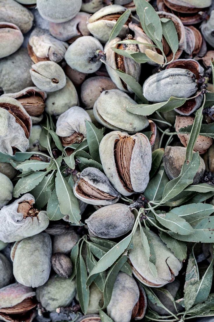 some nuts and leaves are on the ground