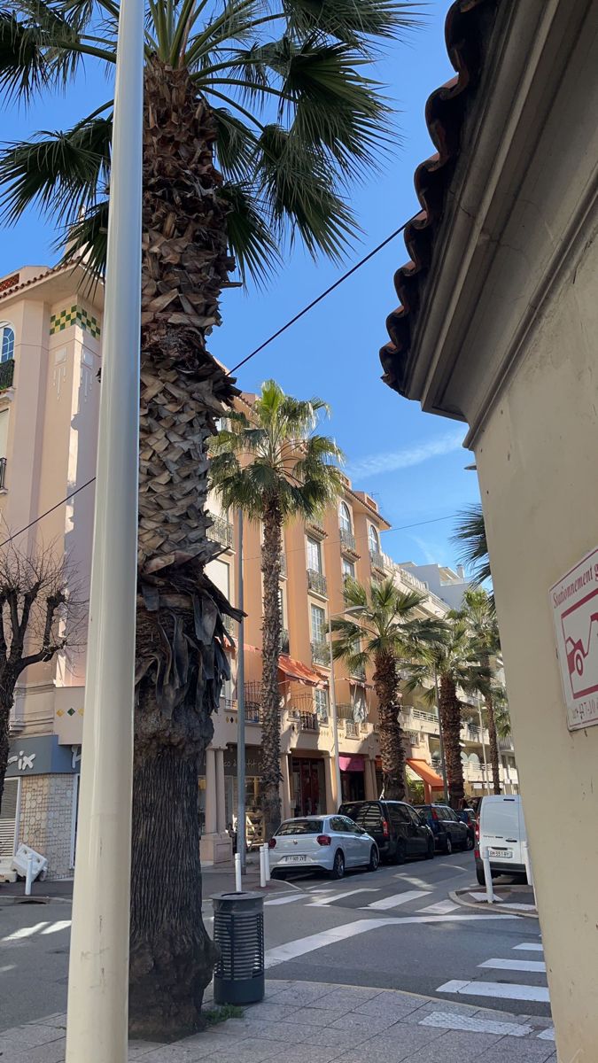 a palm tree on the corner of a street