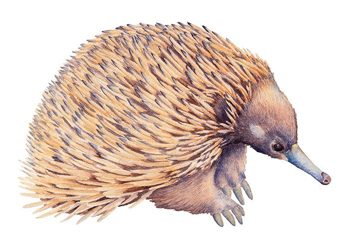 an illustration of a porcupine on a white background