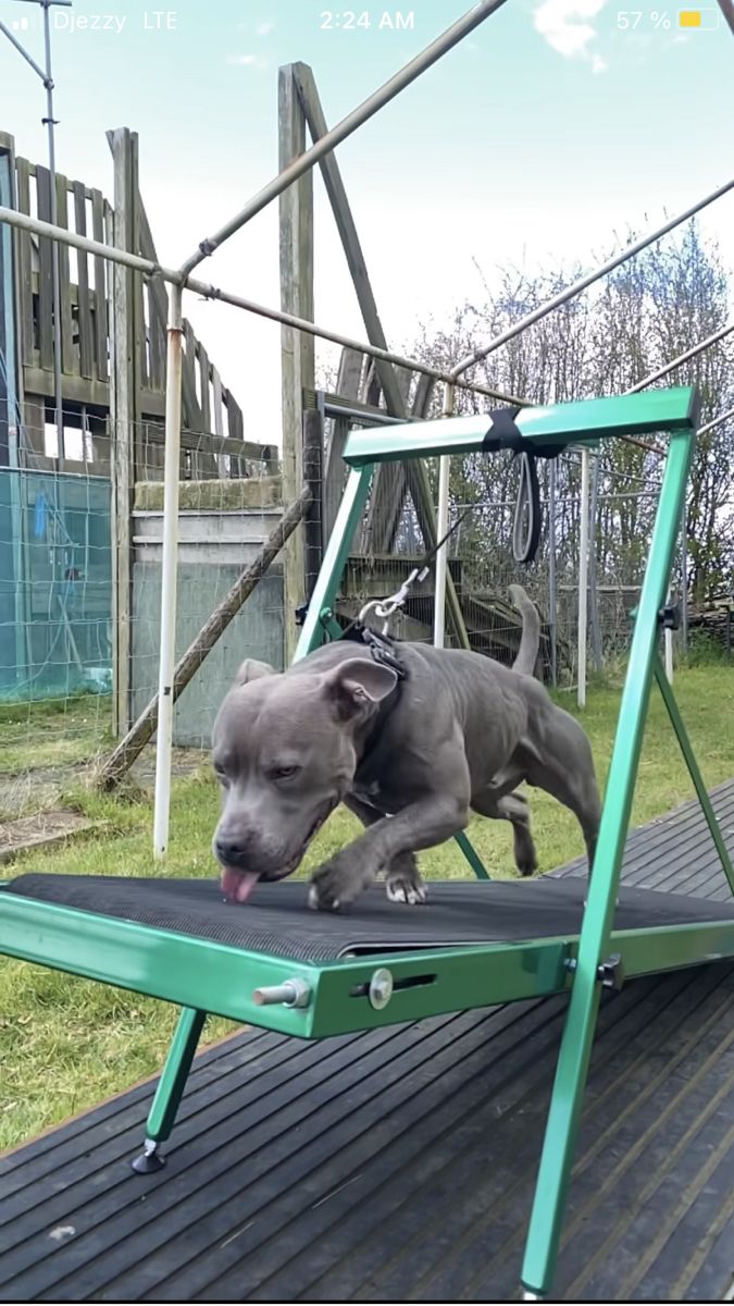 a gray dog standing on top of a green ramp