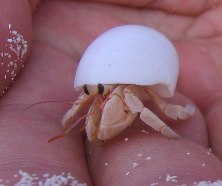 a small white crab sitting on top of someone's hand