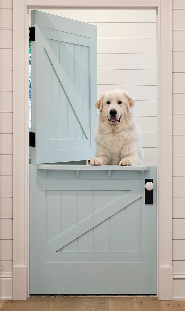 a white dog sitting on top of a blue gate