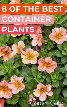 pink flowers with green leaves and the words 8 of the best container plants