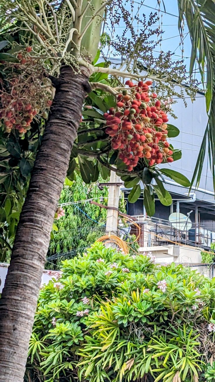 some very pretty plants and trees in front of a building