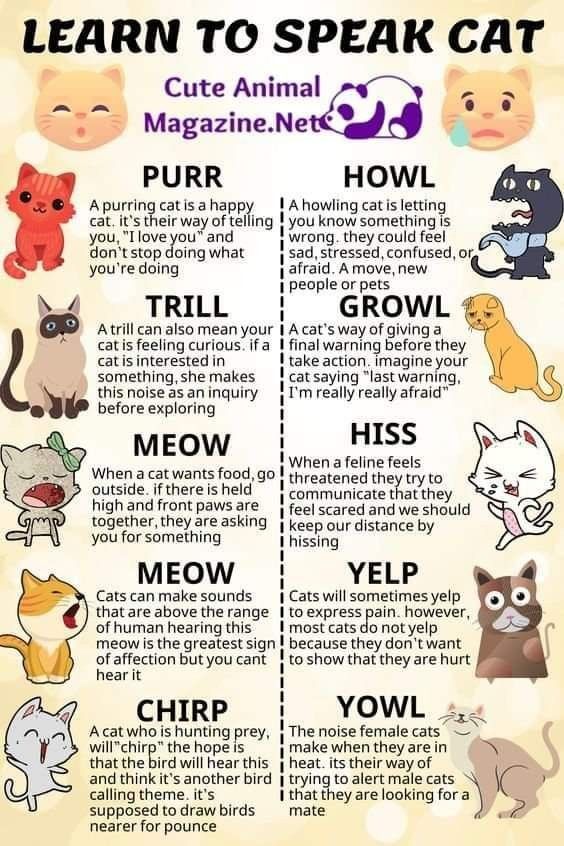 a poster with cats and kittens in different languages, including the words learn to speak cat