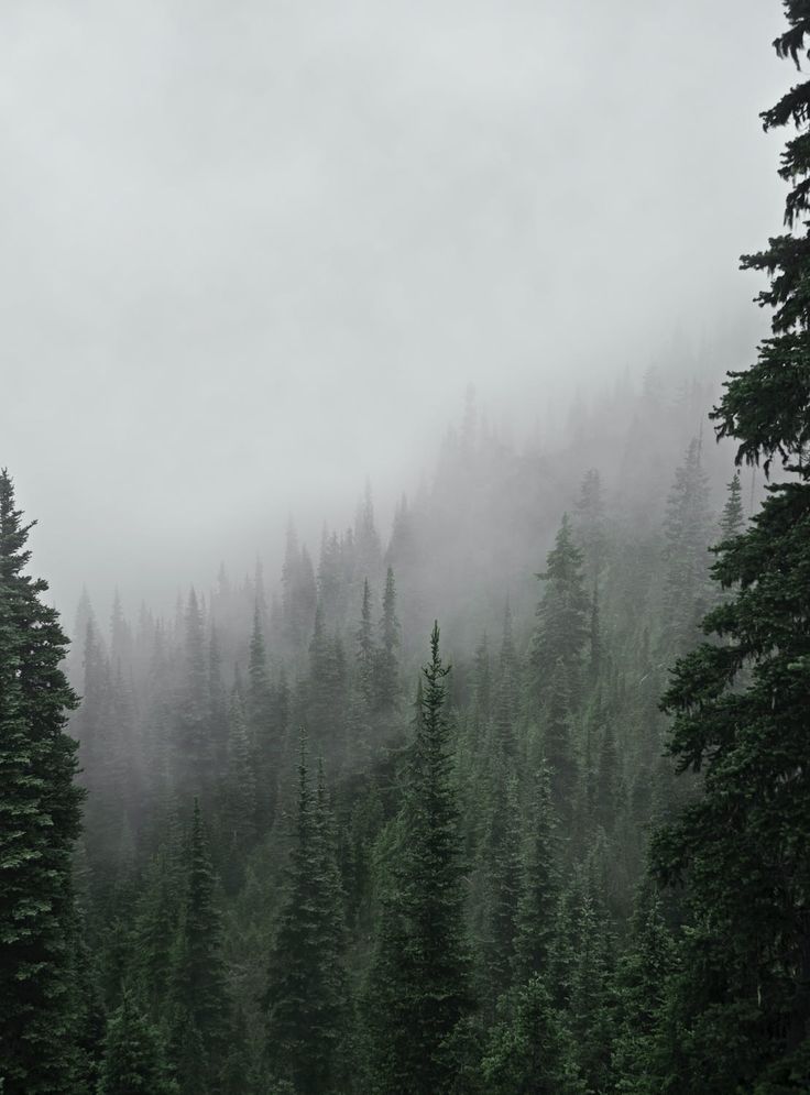 fog in the forest with pine trees