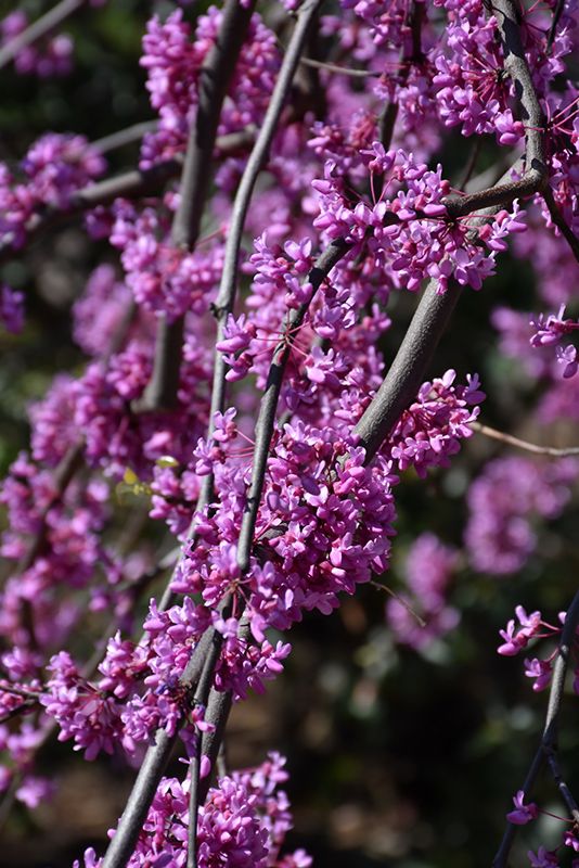 purple flowers are blooming on the tree