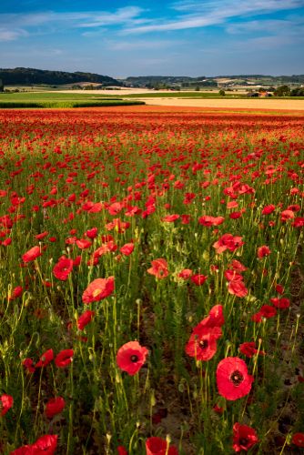 a field full of red flowers under a blue sky