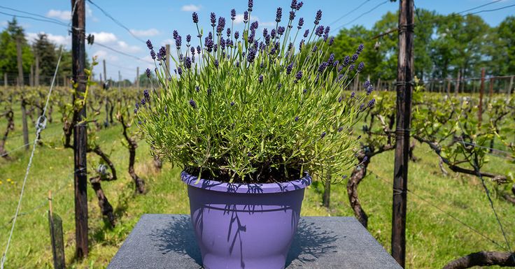 a purple potted plant sitting on top of a cement slab