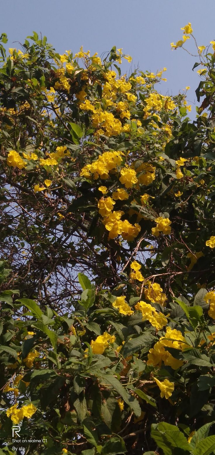 yellow flowers blooming on the branches of trees