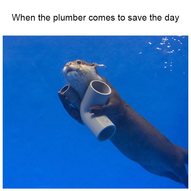 a sea otter is holding a tube in its mouth while swimming under the blue water