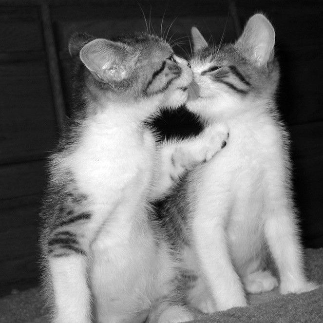 two kittens are playing with each other in black and white photo, one is rubbing its head against the other's face