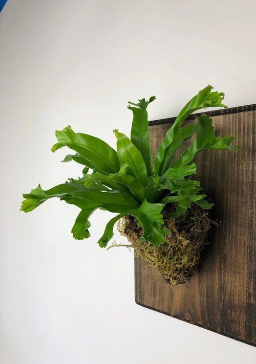 a plant that is growing out of a piece of wood