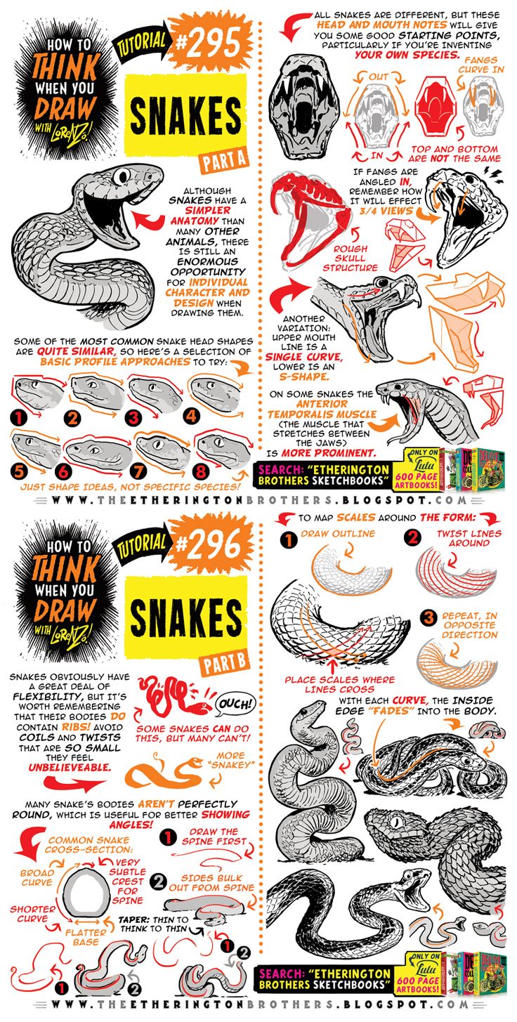 an illustrated poster showing the different types of snakes and how they are used to eat them