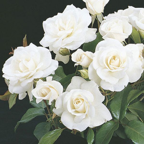 a bunch of white roses with green leaves