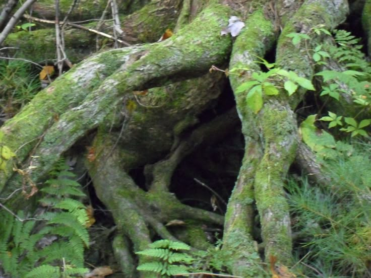 an old tree that is growing in the woods