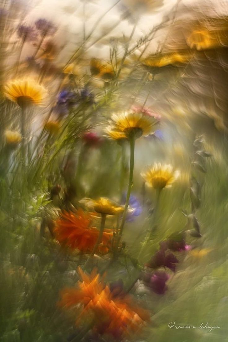 an abstract photograph of wildflowers and other flowers