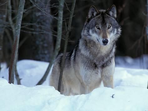 a wolf standing in the snow near some trees