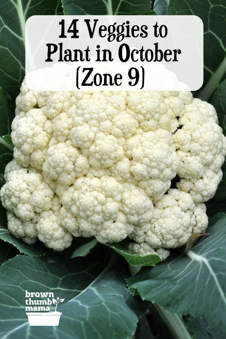 14 Vegetables to Plant in October (Zone 9) October Planting Guide Zone 9, Vegetables To Plant In October, Zone 9 Fall Garden, Fall Garden Zone 9, Fall Garden Planting Schedule Zone 9, Zone 9 Fall Vegetable Garden, What To Plant In The Fall, Zone 9 Planting Schedule, What To Plant In October