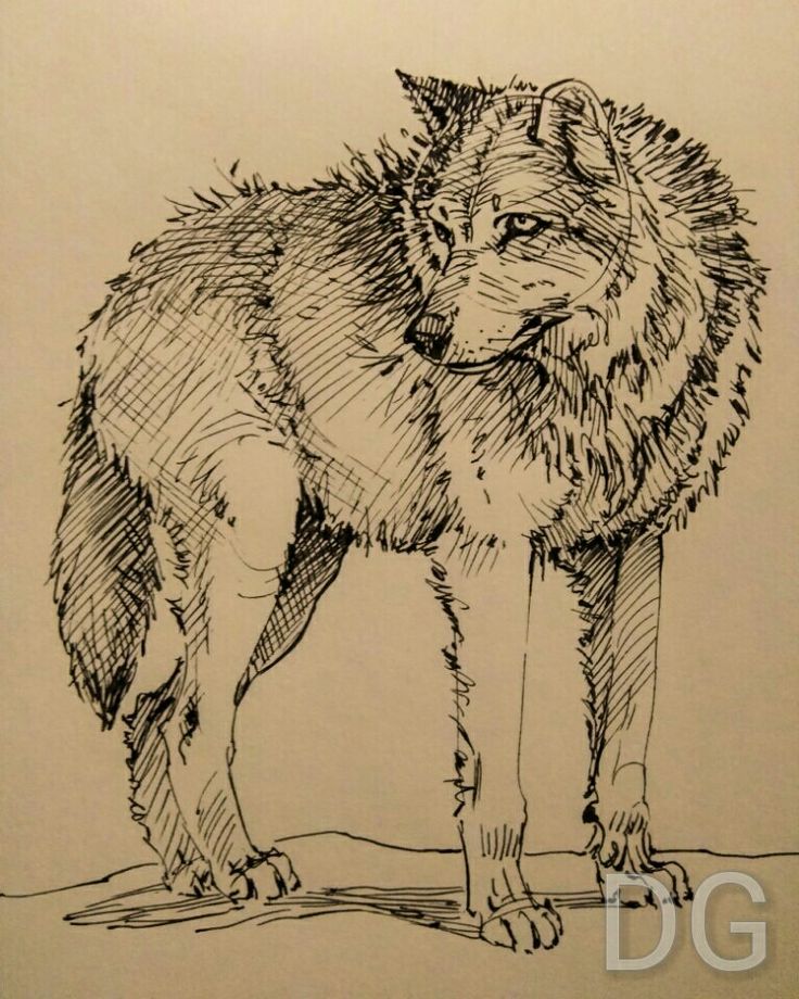 a black and white drawing of a wolf standing on top of a floor next to a wall