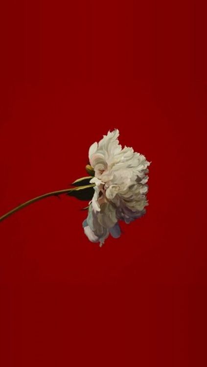 a single white flower is against a red background in this artistic photo, it appears to be blooming