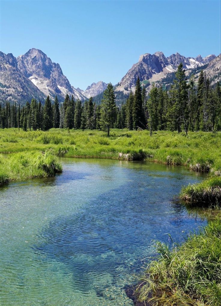 a river running through a lush green forest filled with tall grass and mountains in the distance