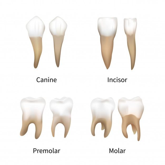 Teeth Types, Dating A Nurse, Infographic Education, Dental Posts, Human Teeth, Retro Text, Vector Infographic, Vintage Text, Lettering Alphabet Fonts