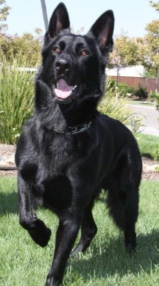 a large black dog standing on top of a lush green field