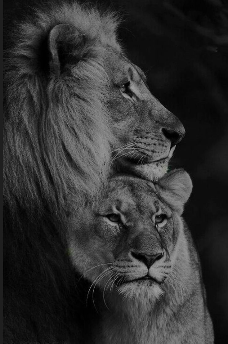 the lion and the cub are looking at each other in black and white, with their faces close together