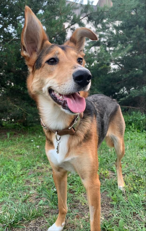 a brown and white dog standing on top of a grass covered field with trees in the background