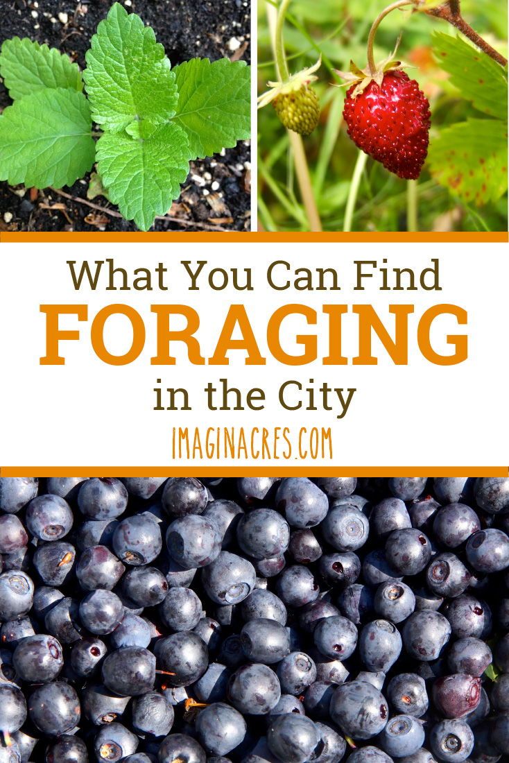 blueberries and strawberries with the words what you can find foraging in the city