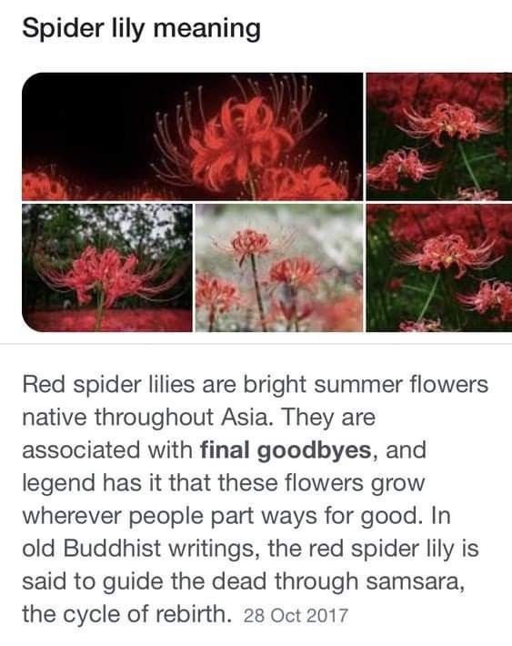 red spider lilies are bright summer flowers native throughout asia they are associated with final goodbyes, and whenever people put ways for good