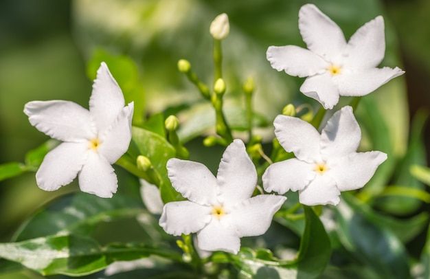 white flowers with green leaves in the background