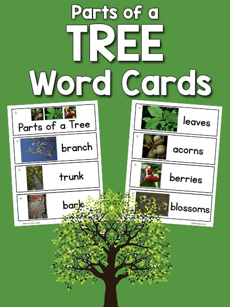 parts of a tree word cards