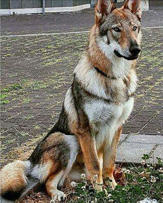 a german shepherd dog sitting on the ground