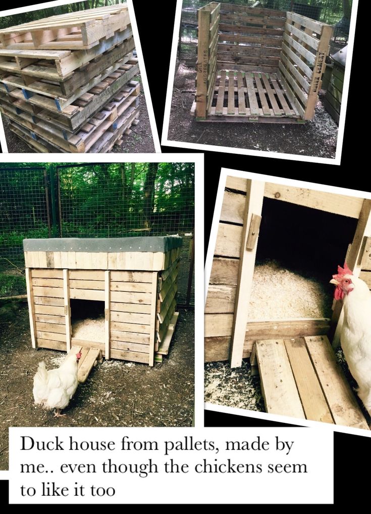 chicken coop made from pallets made by me, even though the chickens seem to like it too