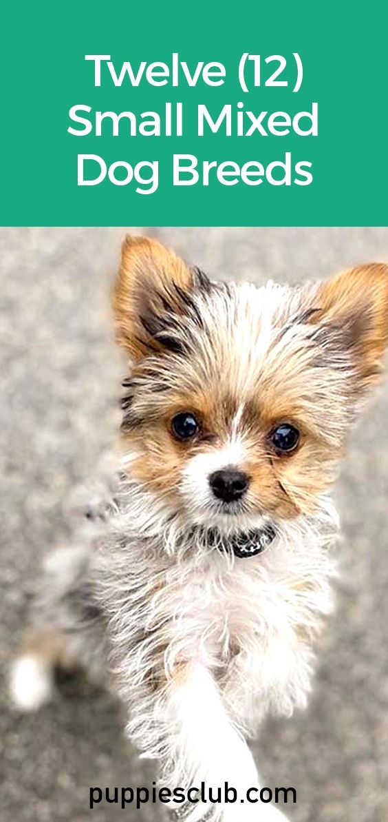 small-mixed-dog-breeds Cute Small Breed Dogs, Small Breed Puppies, Toy Breed Dogs, Chihuahua Mixed Breeds, Cute Small Dogs That Stay Small, Small Dog Breeds Low Maintenance, Little Dogs That Stay Small, Small Dogs That Dont Shed, Dogs That Stay Small