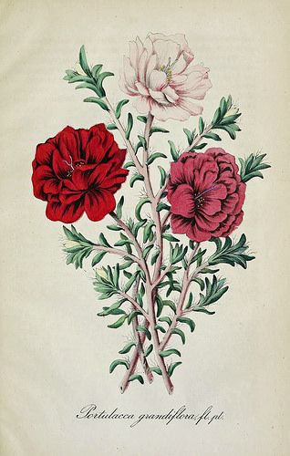 an illustration of three flowers with green leaves