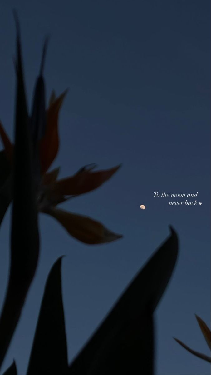 the moon and venus seen through some leaves